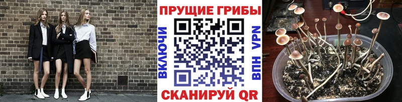 Купить закладки  Гусев  Псилоцибиновые грибы прущие грибы 